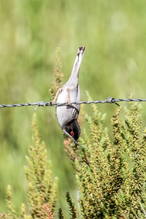 sylvia melanocephala 3.jpg