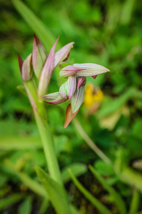 serapias parviflora 4.jpg