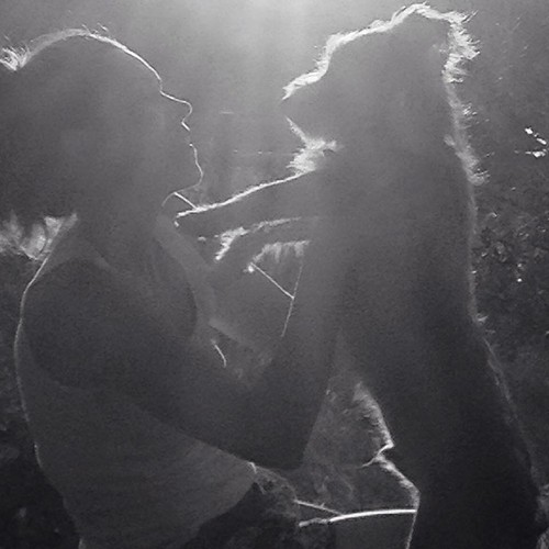 Quem tem um cão sabe que não o terá a vida inte