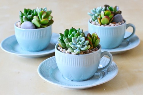 suculentas-em-xicaras-cha-mvplteen-ickfd.jpg suculentas-em-xicaras-cha-mvplteen-ickfd.jpg