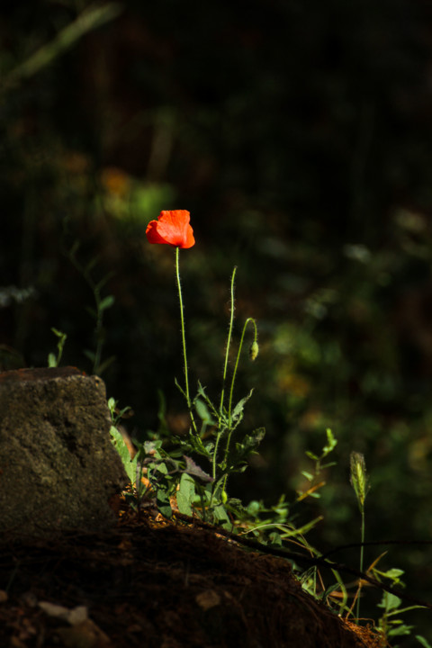 trilho das vinhas-71.jpg