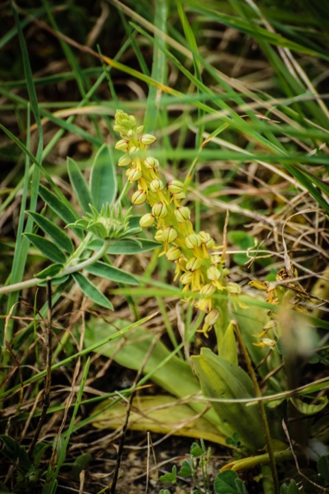 Aceras anthropophorum 9.jpg