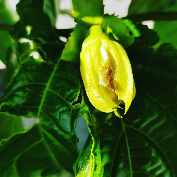 124363041_1865986723541080_8463617605609069616_o.j