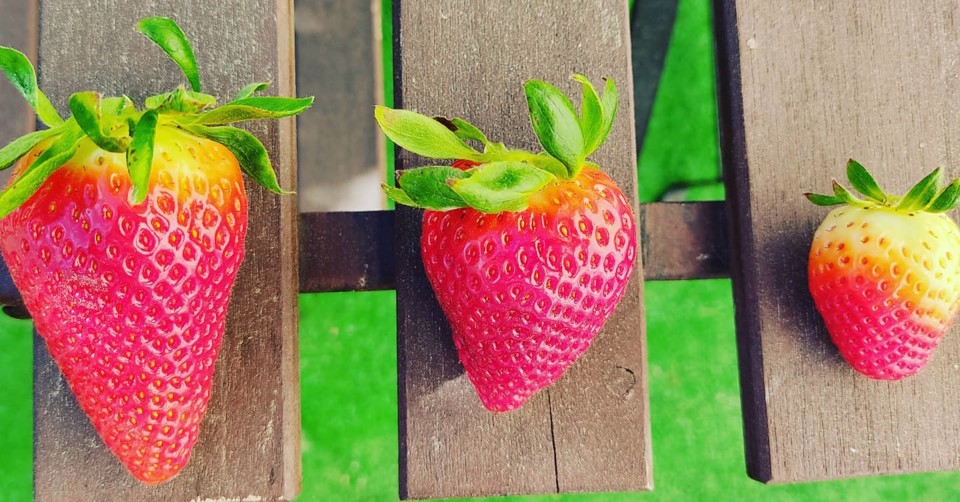 162291935_1976455015827583_1832580437766017639_o.j