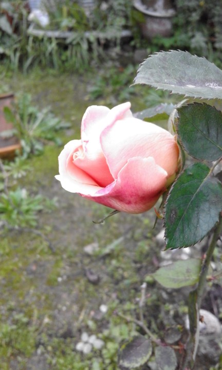 Rosa salmão. Quintal. Foto original. 2020. 01. jpg