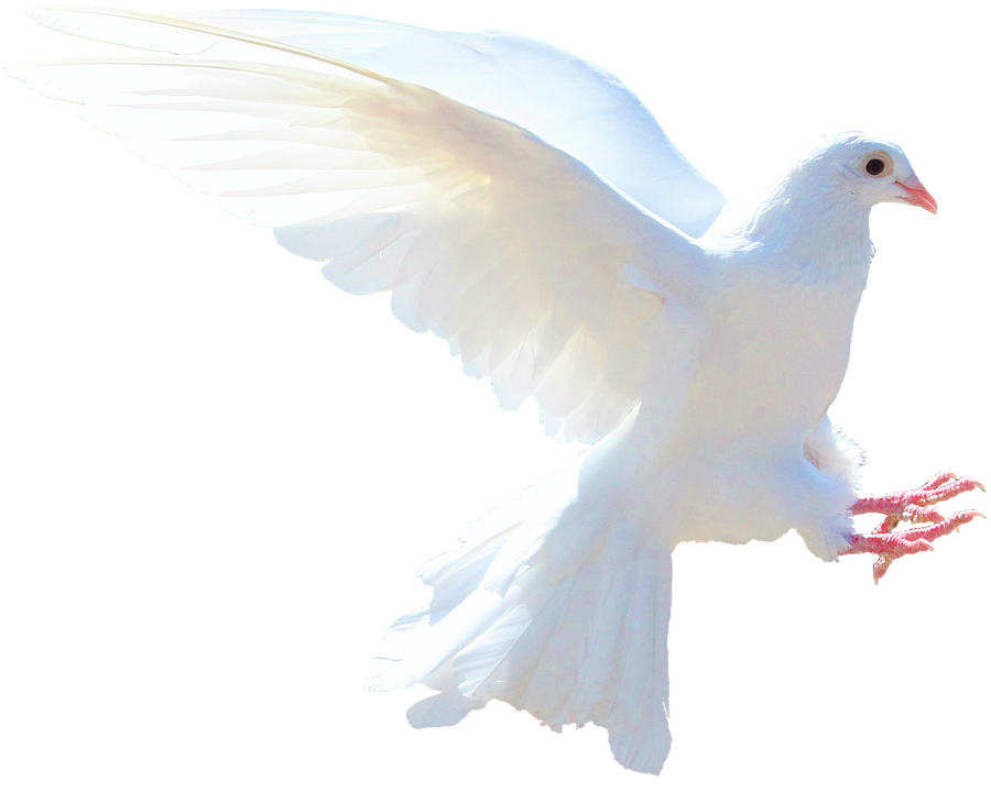 pomba-branca.png