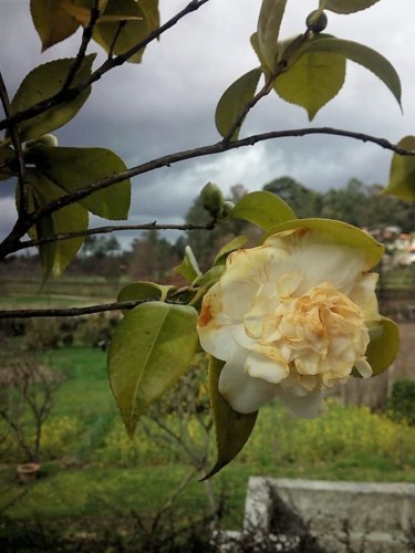 29063601_1615316018554043_1937349774587985920_n.jp