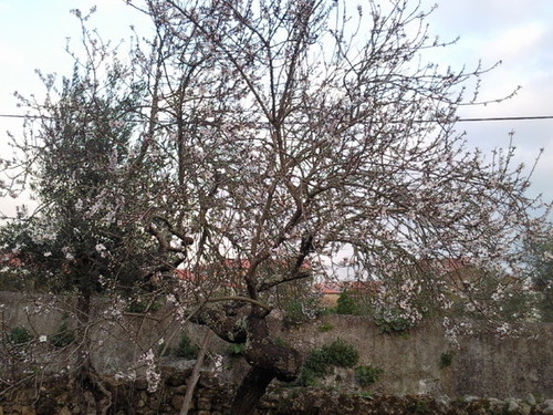 Amendoeira  Foto original DAPL 2015.jpeg