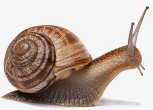 Caracol.jpg Caracol.jpg