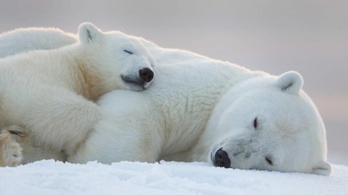 urso polar urso polar
