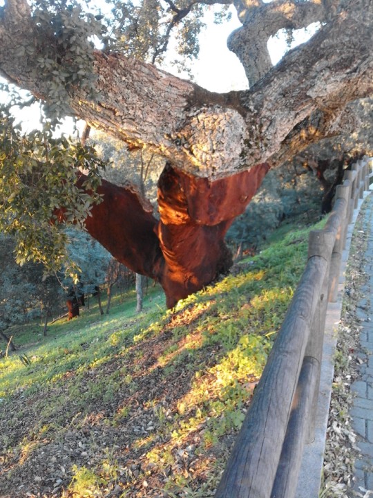 Foto original. Sobreiro descortiçado. 2019. 01. jpg