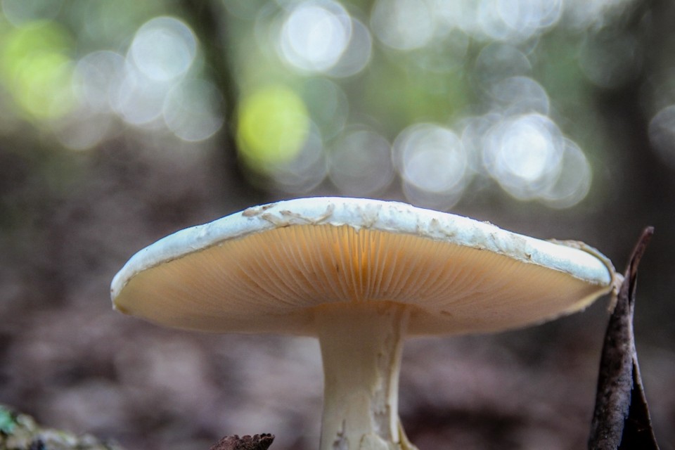 amanita citrina 6.jpg