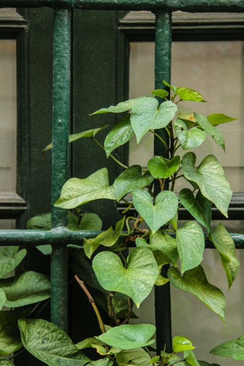 rua da silva 9.jpg rua da silva 9.jpg