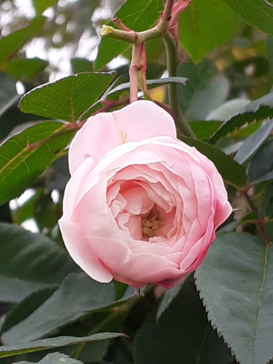 Rosa da Avó. Foto Original. 2021.12.01.jpg