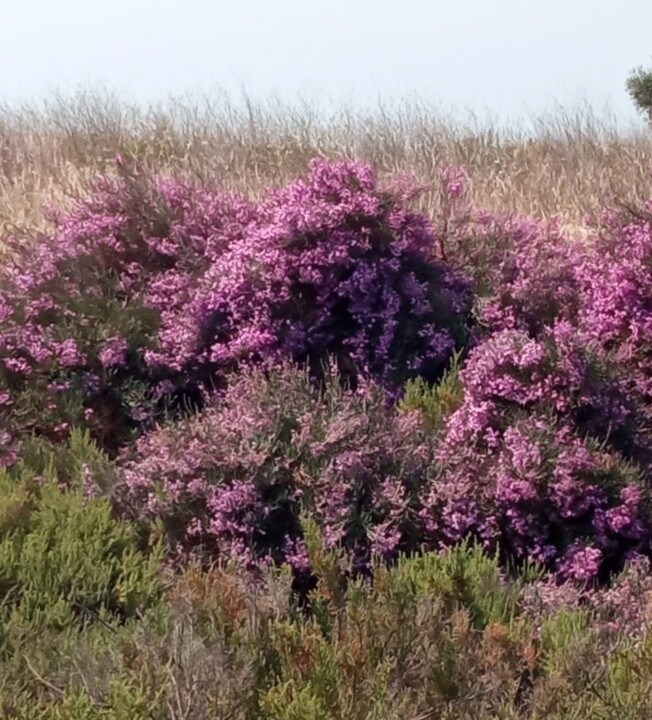 foto limoniastrum.jpg