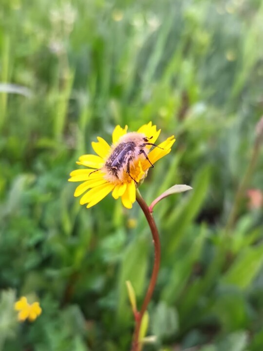 Não me canso disto primavera 3.jpg