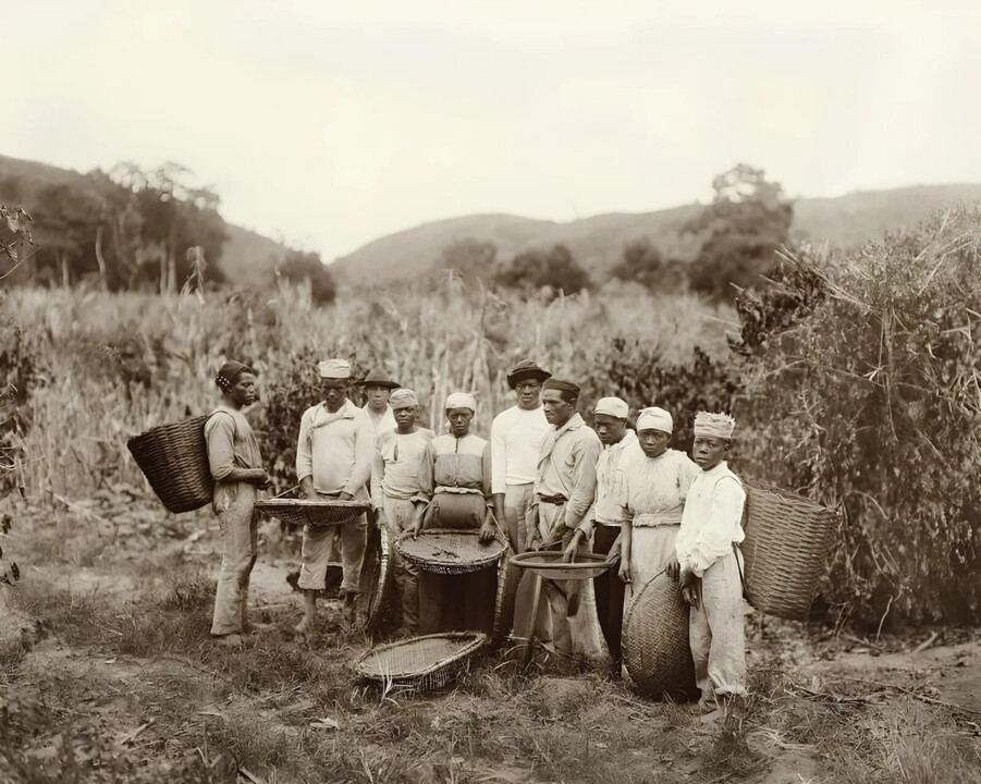 slaves_working_on_a_coffee_plantation_02--1-.webp