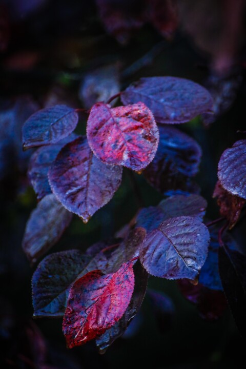 quinta das conchas 2.jpg