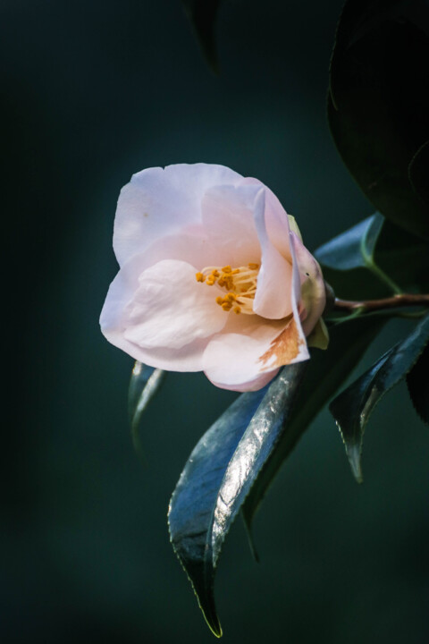 estufa fria dezembro 4.jpg