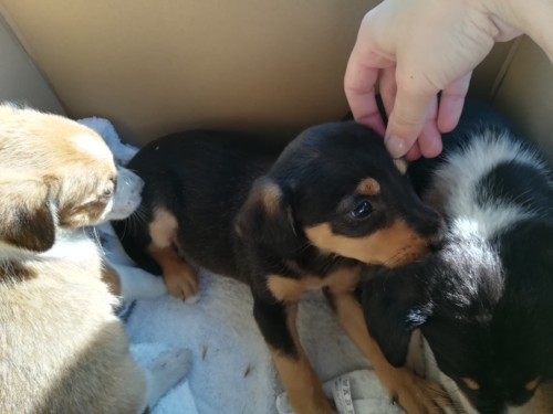 38138929_1084997134996787_6504540387095347200_n.jp