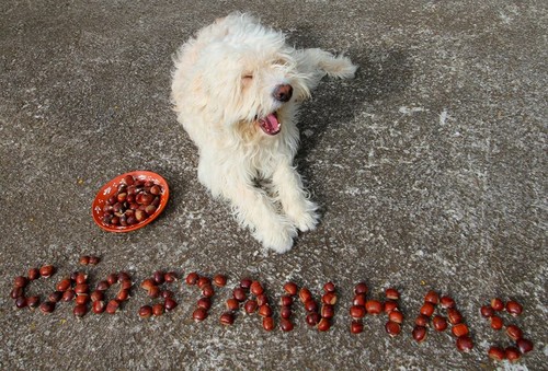 Piloto São Martinho.jpg