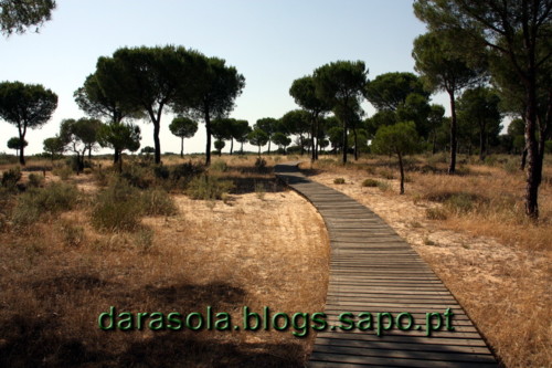 Donana_B_20.JPG Donana_B_20.JPG