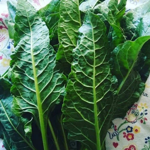 26239601_1025263070946787_8359448002286660685_n.jp