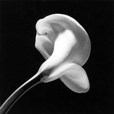 robert mapplethorpe.jpg