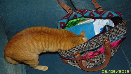 curiosidade.JPG curiosidade.JPG