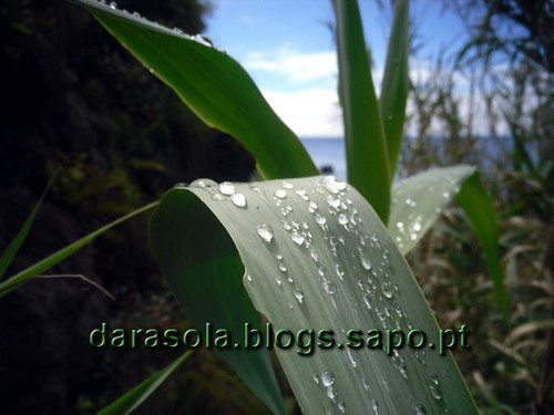 azores_flores_faja_lopo_Vaz_25.JPG azores_flores_faja_lopo_Vaz_25.JPG