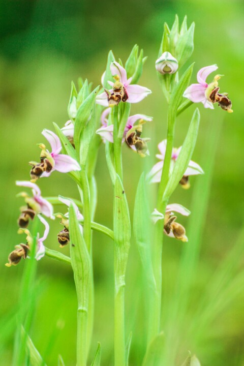 flor dos passarinhos 2.jpg