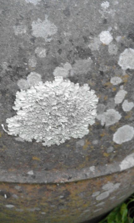 Líquenes. Foto original. 2020. 01. jpg