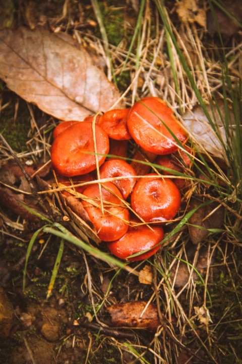 cogumelos montachique 11.jpg