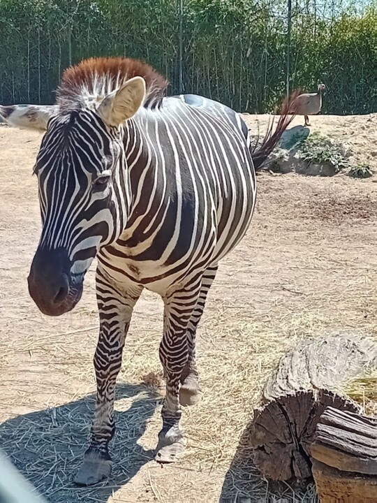Não me canso disto ZOO6a.jpg