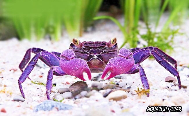 aquarium-crab-freshwater.jpg