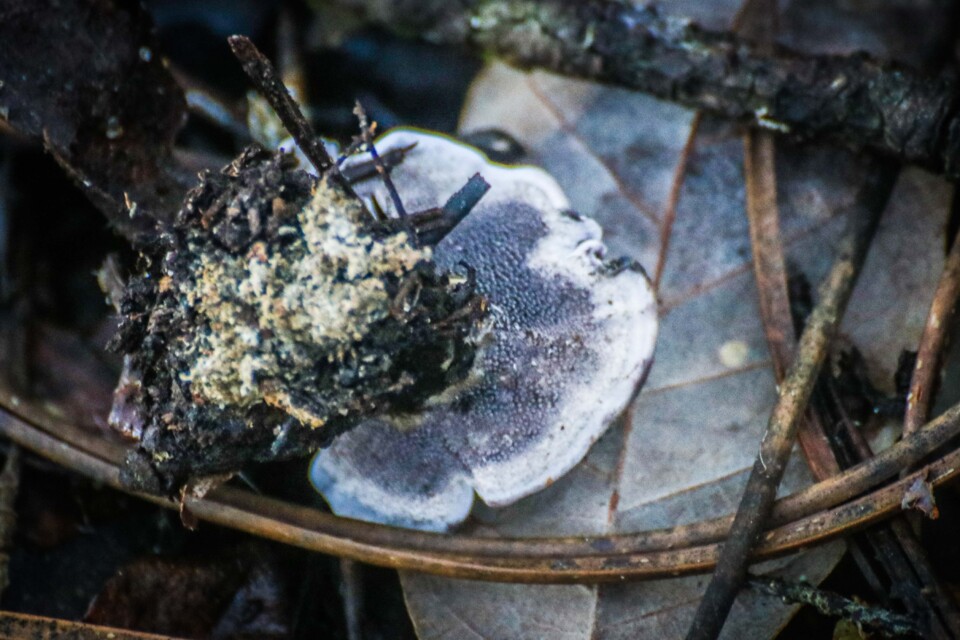 phelodon niger 5.jpg