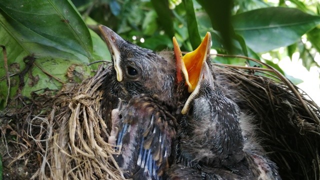 Melro3.jpg Melro3.jpg