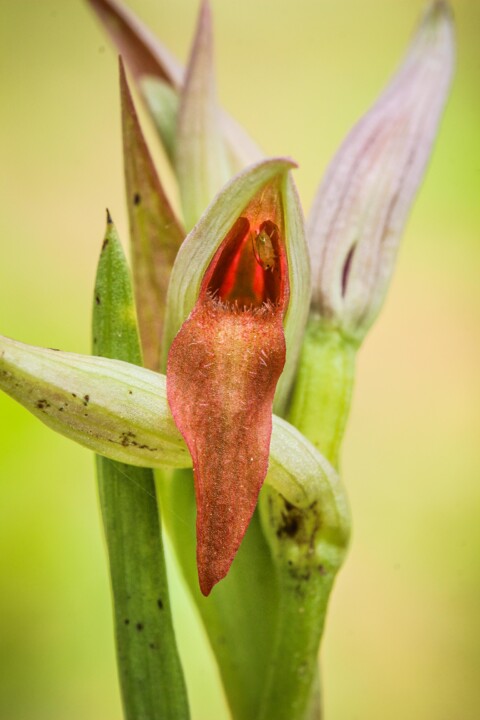 serapias parviflora 3.jpg