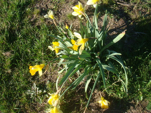FLORES.JPG