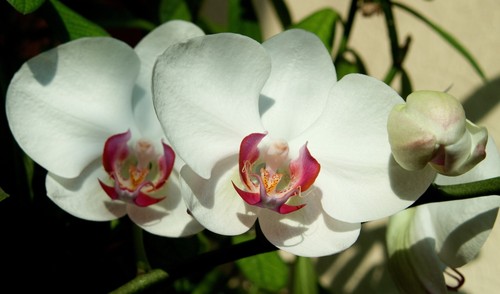 Orquídeas e o lado esotérico - luacheia