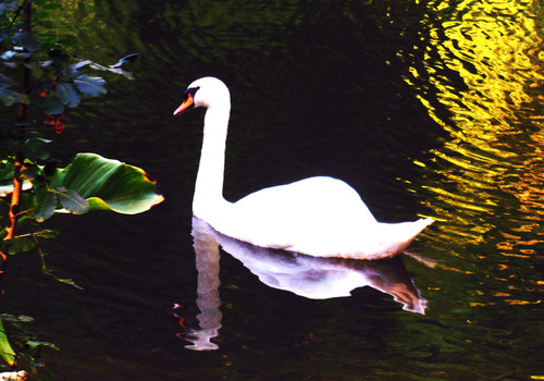 cisne.jpg