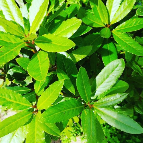 30726316_1082910648515362_4290321349232389933_n.jp