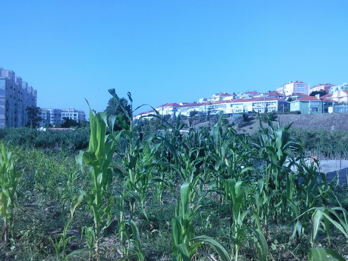 Foto original de D.A.P.L. Junho 2015.jpg