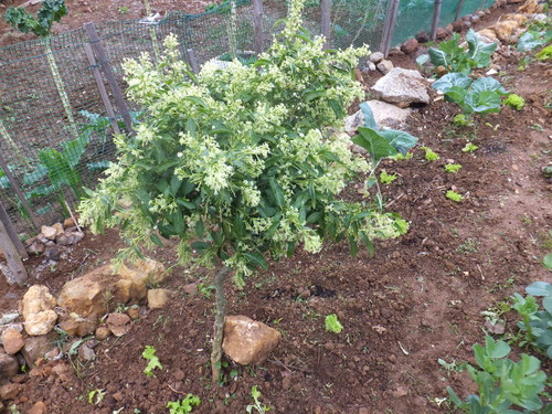 Dama-da-noite - Cestrum nocturnum 