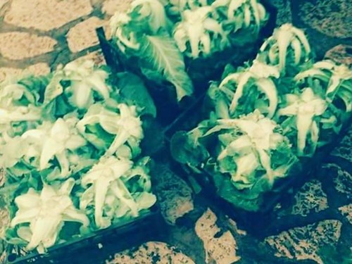 25442998_1012046858935075_4405768466858251674_n.jp