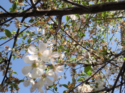 Cerejeira quintal Original DAPL 2014.jpeg