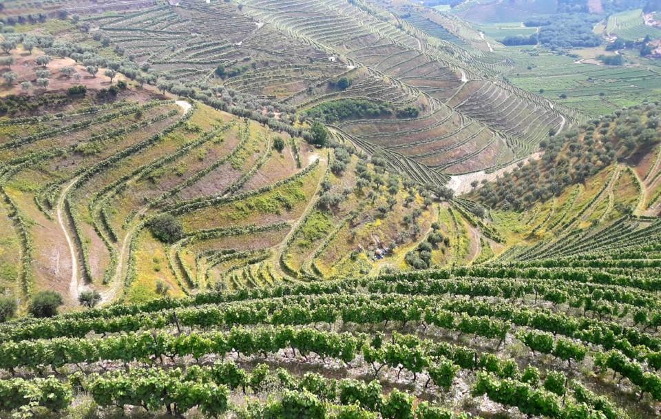 VINHAS DOURO.jpg