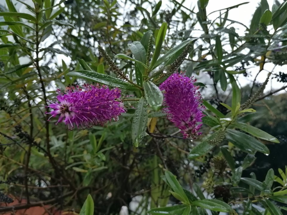 IMG_20210126_080240.jpg IMG_20210126_080240.jpg