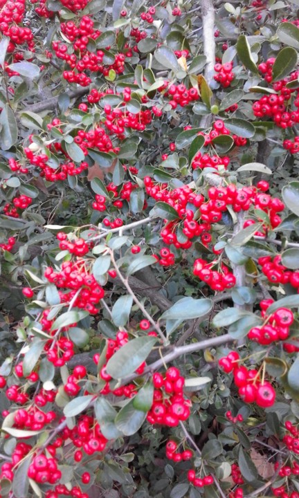 Arbusto sebe. Foto original. 2020. 01. jpg