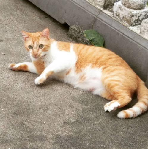 Screen Shot 2018-06-14 at 21.46.59.png